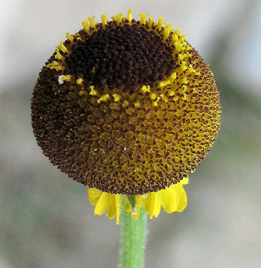 Detailed Picture 1 of Helenium puberulum