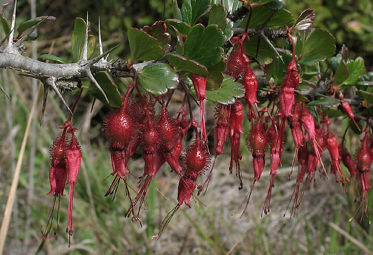 Detailed Picture 4 of Ribes speciosum