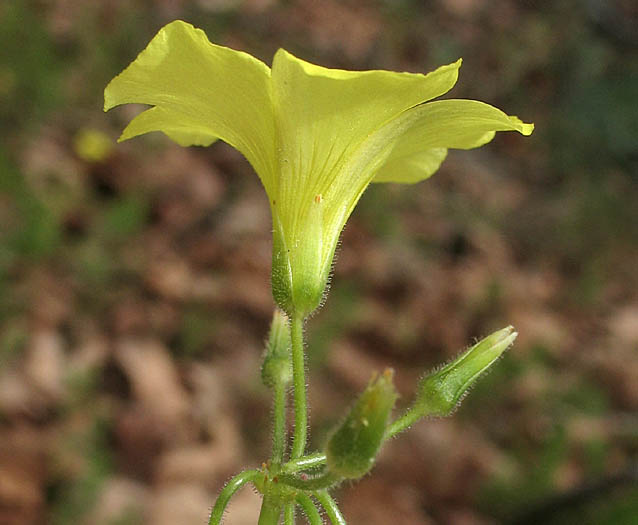 Detailed Picture 2 of Oxalis pes-caprae