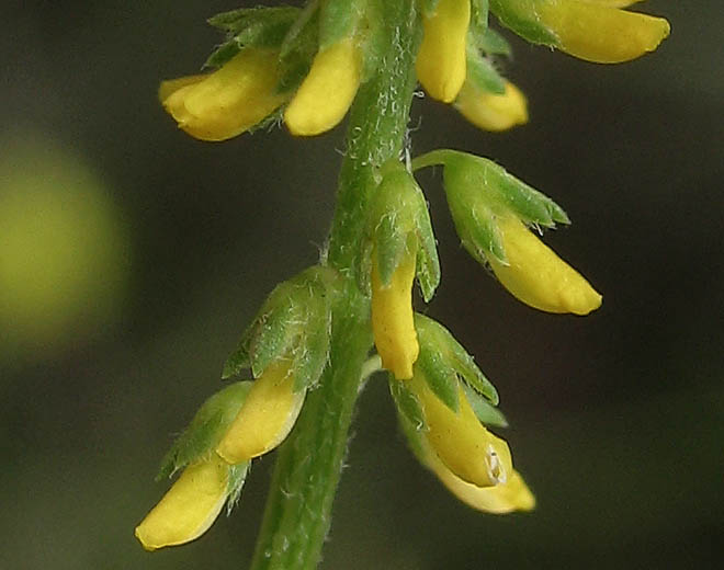 Detailed Picture 2 of Melilotus indicus