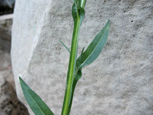 Detailed Picture 6 of Helenium puberulum