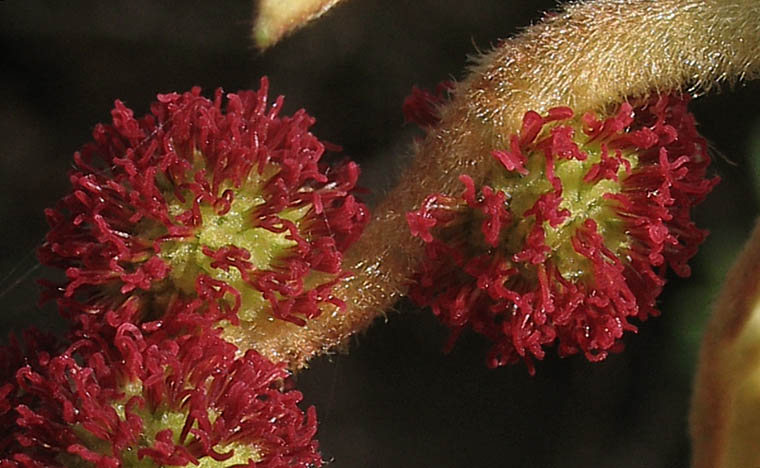 Detailed Picture 2 of Platanus racemosa