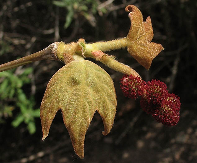 Detailed Picture 1 of Platanus racemosa