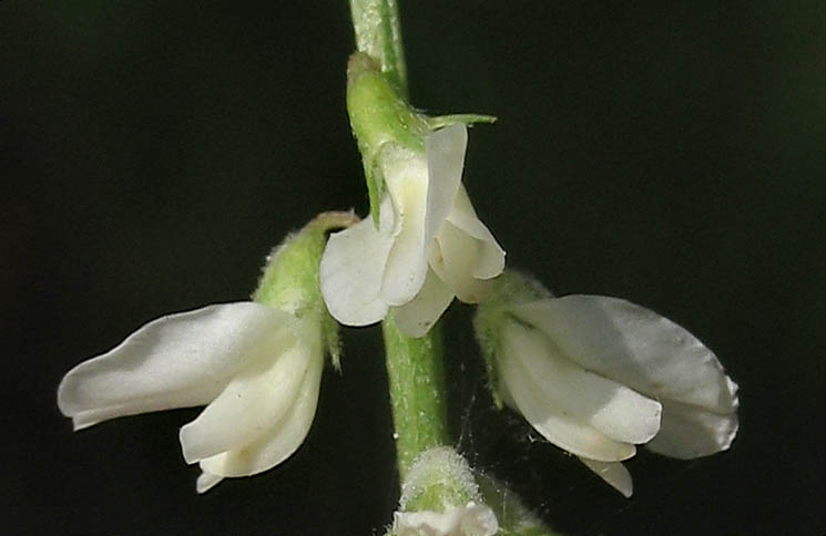 Detailed Picture 1 of Melilotus albus
