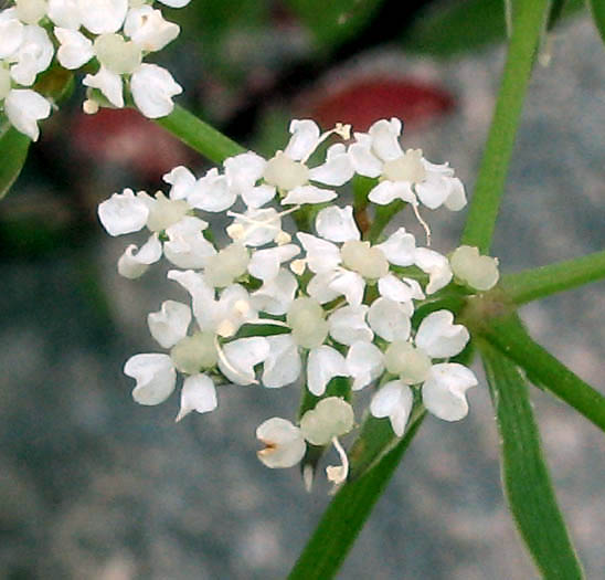 Detailed Picture 2 of Berula erecta