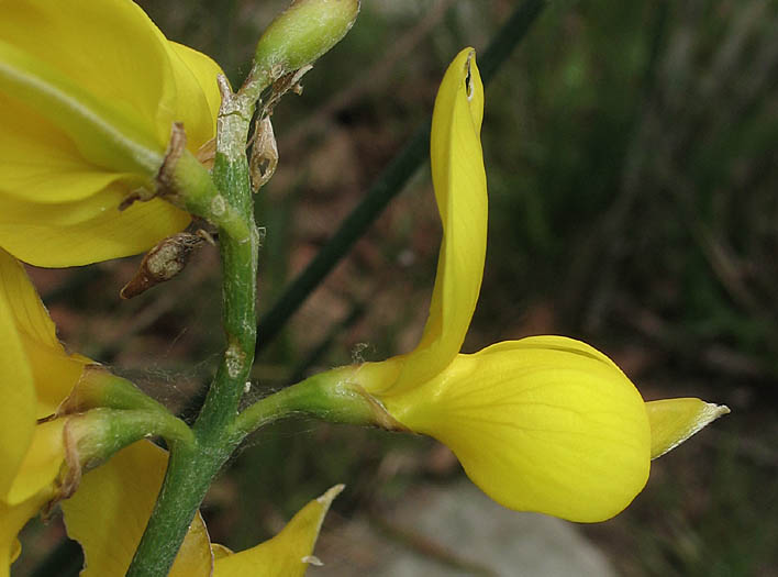 Detailed Picture 2 of Spartium junceum