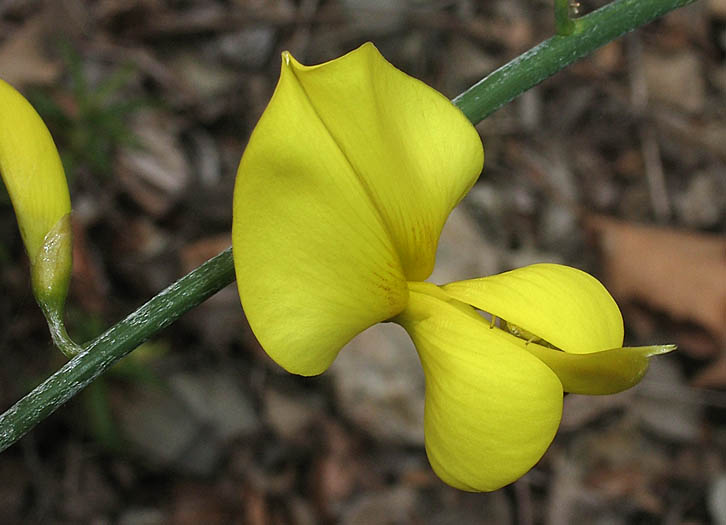 Detailed Picture 1 of Spartium junceum