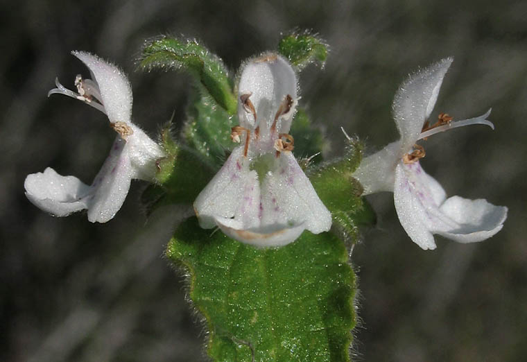 Detailed Picture 3 of Stachys rigida var. quercetorum