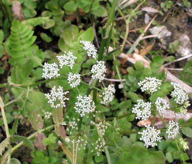 Detailed Picture 3 of Berula erecta