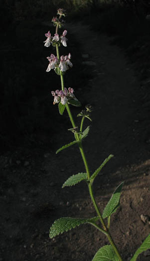 Detailed Picture 5 of Stachys rigida var. quercetorum