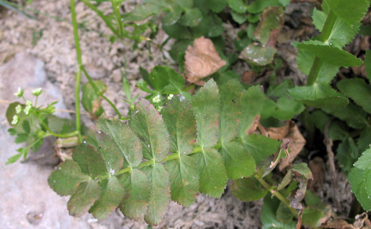 Detailed Picture 4 of Berula erecta