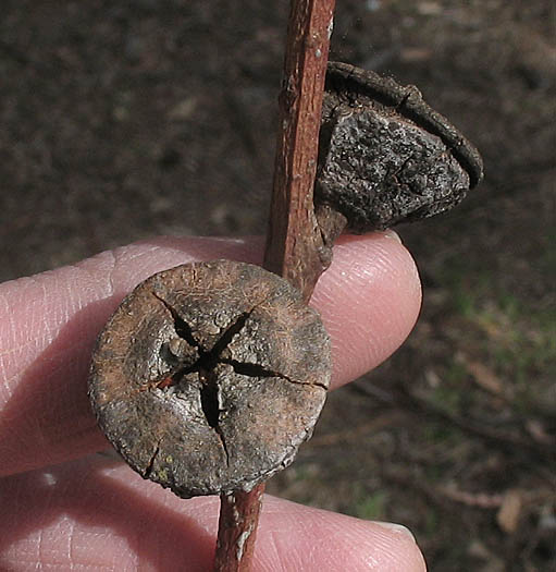 Detailed Picture 7 of Eucalyptus globulus