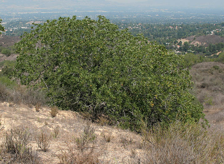 Detailed Picture 5 of Juglans californica