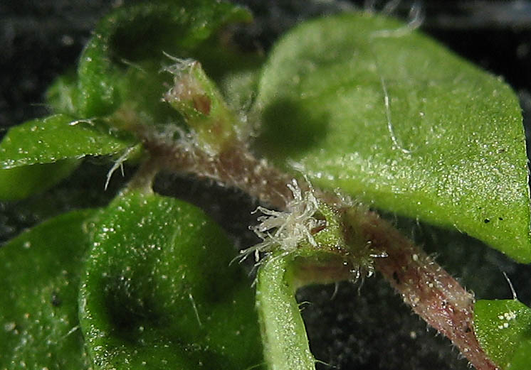 Detailed Picture 2 of Soleirolia soleirolii