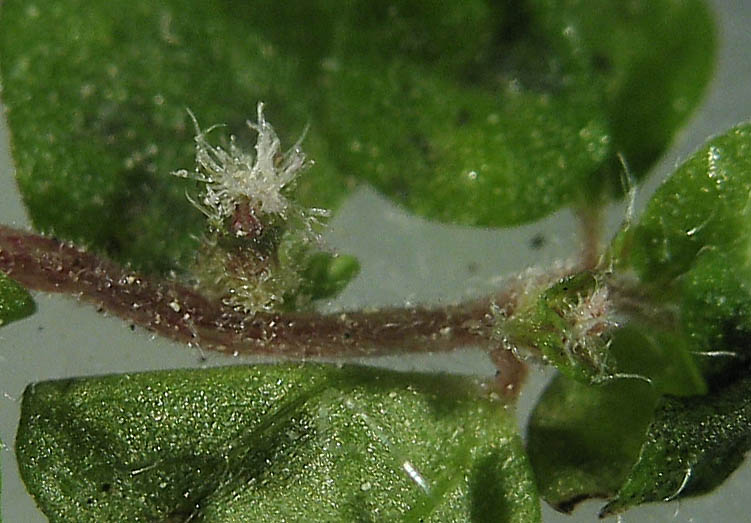 Detailed Picture 1 of Soleirolia soleirolii