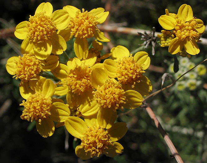 Detailed Picture 2 of Eriophyllum confertiflorum var. confertiflorum