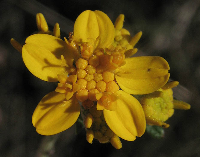 Detailed Picture 1 of Eriophyllum confertiflorum var. confertiflorum