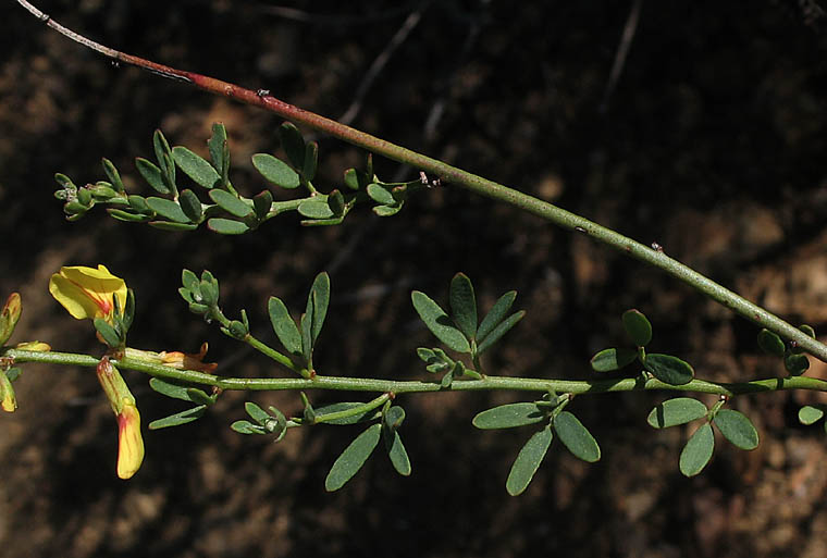 Detailed Picture 5 of Acmispon glaber