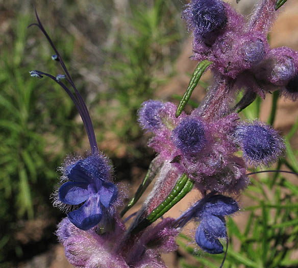 Detailed Picture 2 of Trichostema lanatum