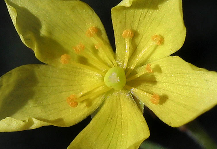 Detailed Picture 2 of Crocanthemum scoparium