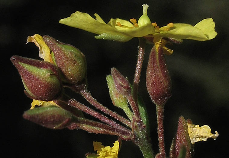 Detailed Picture 3 of Crocanthemum scoparium