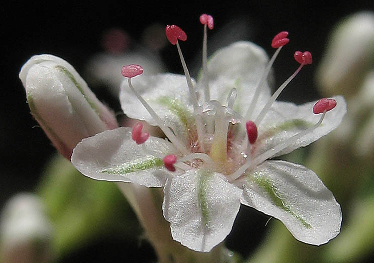 Detailed Picture 2 of Eriogonum fasciculatum var. foliolosum