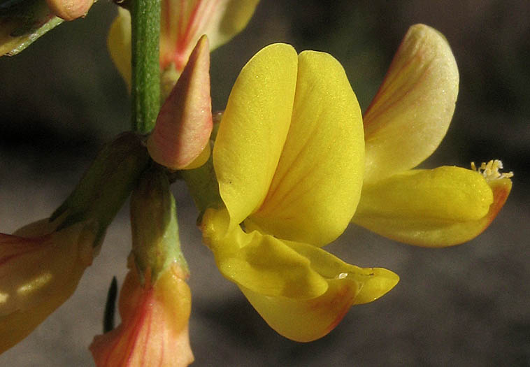 Detailed Picture 1 of Acmispon glaber