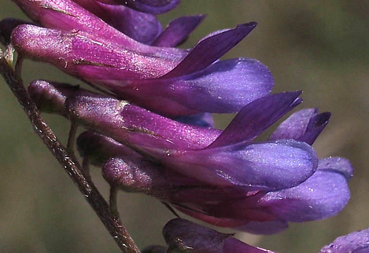 Detailed Picture 1 of Vicia villosa