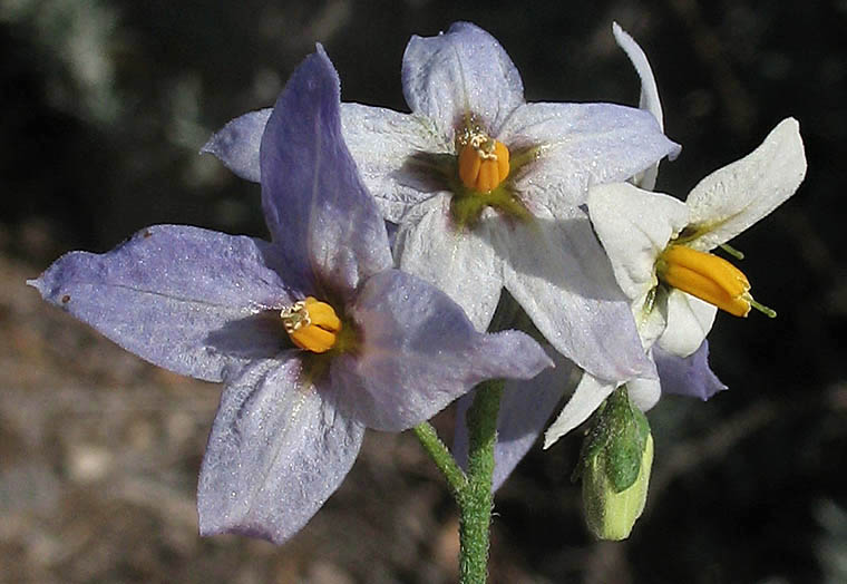 Detailed Picture 3 of Solanum douglasii