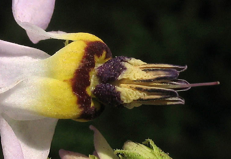 Detailed Picture 4 of Primula clevelandii