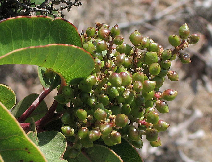 Detailed Picture 8 of Malosma laurina