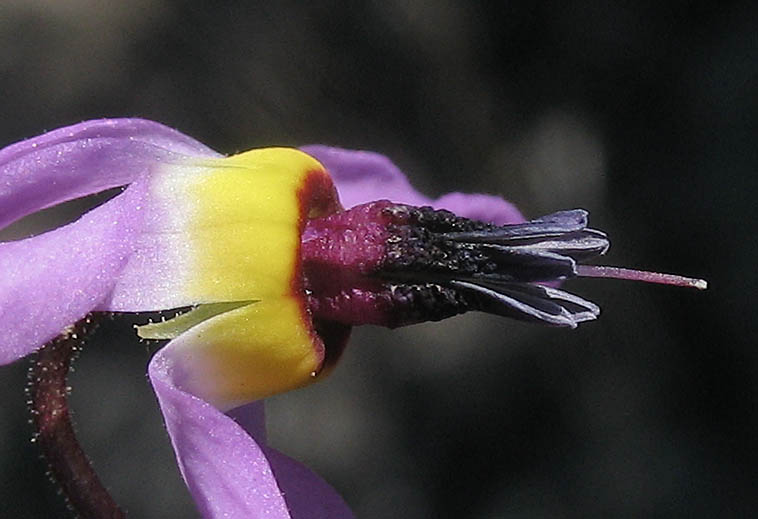 Detailed Picture 3 of Primula clevelandii