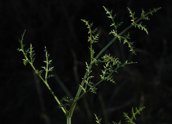 Detailed Picture 6 of Sanicula tuberosa