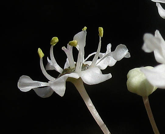 Detailed Picture 2 of Ceanothus cuneatus var. cuneatus