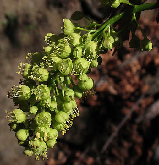 Detailed Picture 3 of Acer macrophyllum