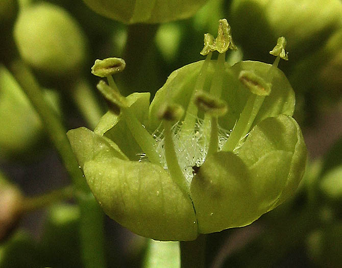 Detailed Picture 2 of Acer macrophyllum