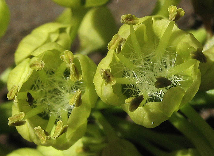 Detailed Picture 1 of Acer macrophyllum