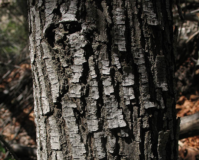 Detailed Picture 7 of Acer macrophyllum