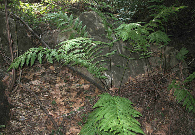 Detailed Picture 3 of Woodwardia fimbriata