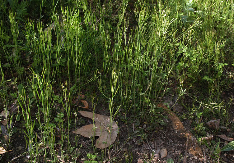 Detailed Picture 6 of Cardamine oligosperma