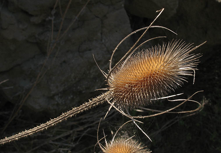 Detailed Picture 10 of Dipsacus fullonum