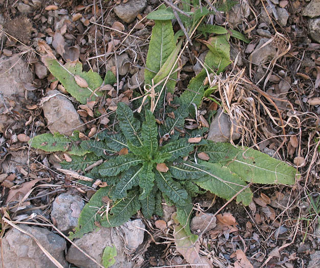 Detailed Picture 8 of Dipsacus fullonum