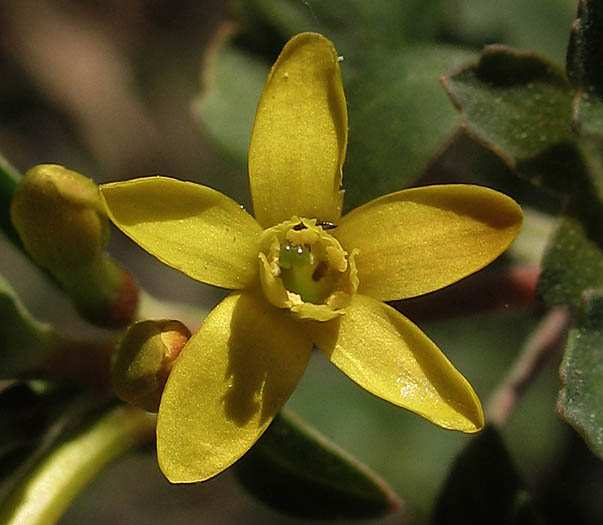 Detailed Picture 1 of Ribes aureum var. gracillimum