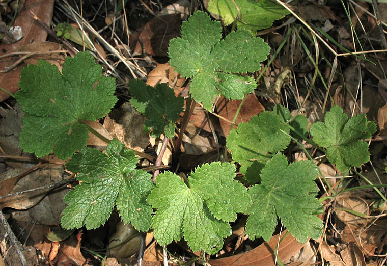 Detailed Picture 6 of Sanicula crassicaulis