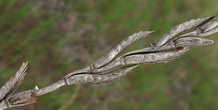 Detailed Picture 8 of Elymus ponticus