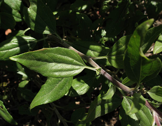 Detailed Picture 6 of Encelia californica