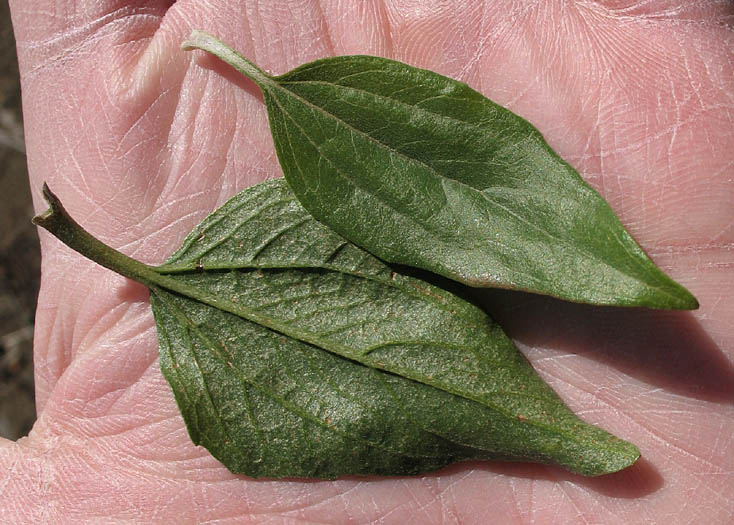 Detailed Picture 7 of Encelia californica