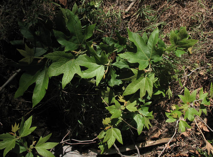 Detailed Picture 6 of Platanus racemosa