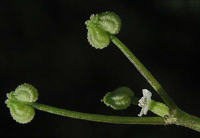 Detailed Picture 2 of Apiastrum angustifolium