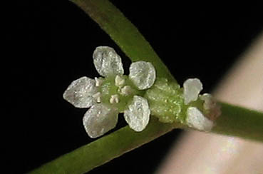 Detailed Picture 1 of Apiastrum angustifolium